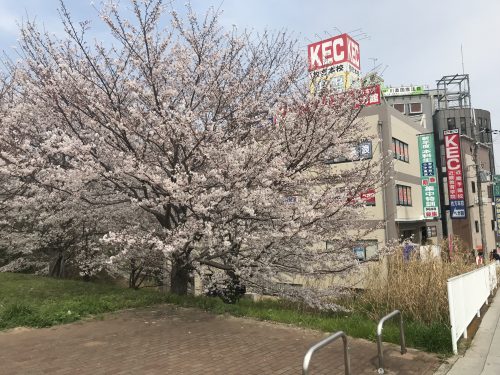 塾予備校 枚方本校ベガ館 桜2018